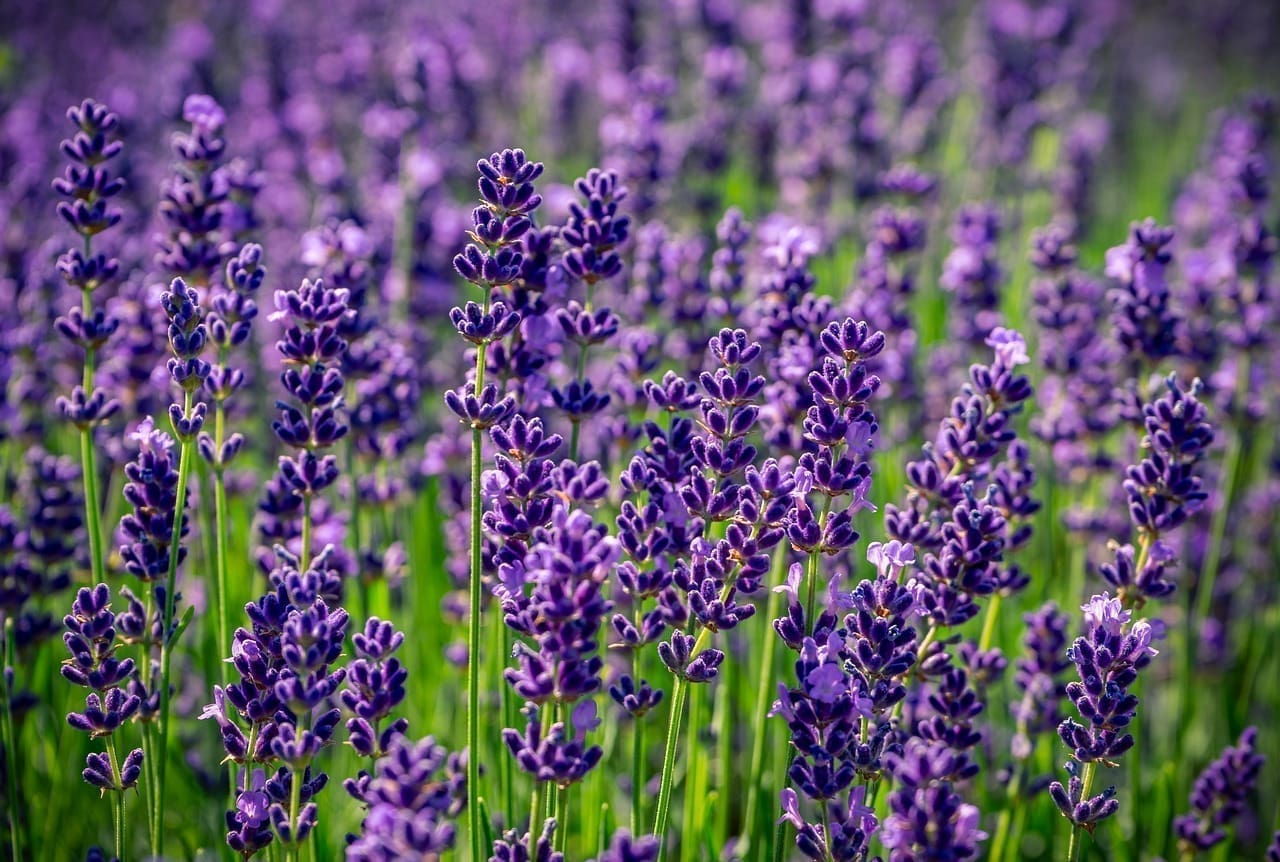 Lavender aroma, calming the nervous system, promotes sleep and balances emotions.