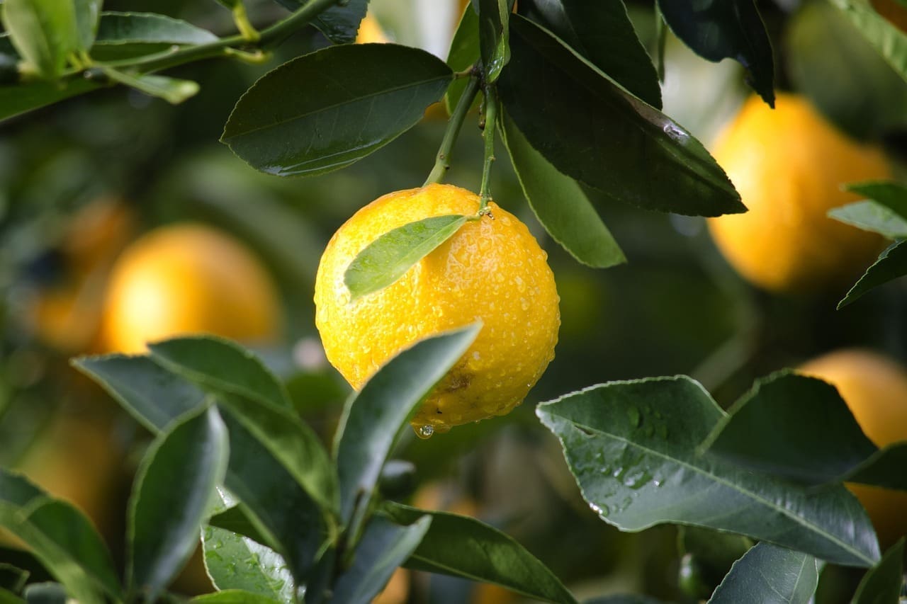 Aromatherapy, Lemon scent, strengthens the immune system and is energizing.
